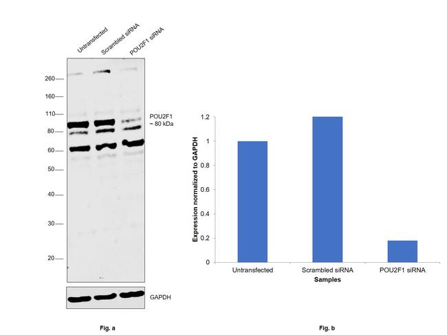 OCT1 (POU2F1) Antibody in Western Blot (WB)