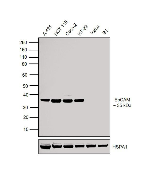 EpCAM Antibody in Western Blot (WB)