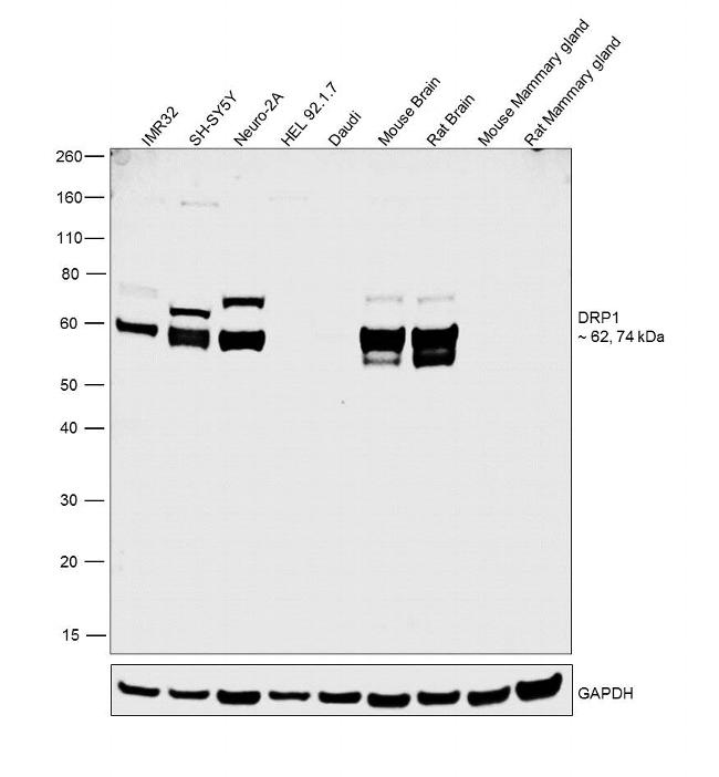 CRMP1 Antibody in Western Blot (WB)