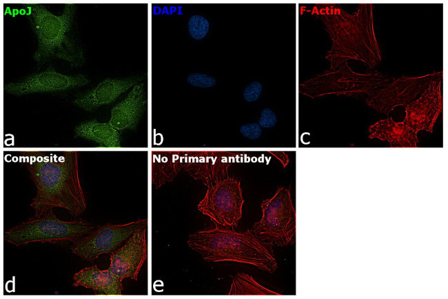 Apolipoprotein J Antibody in Immunocytochemistry (ICC/IF)