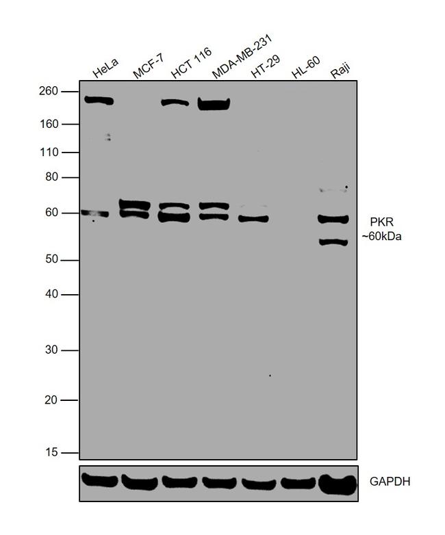 PKR Antibody in Western Blot (WB)