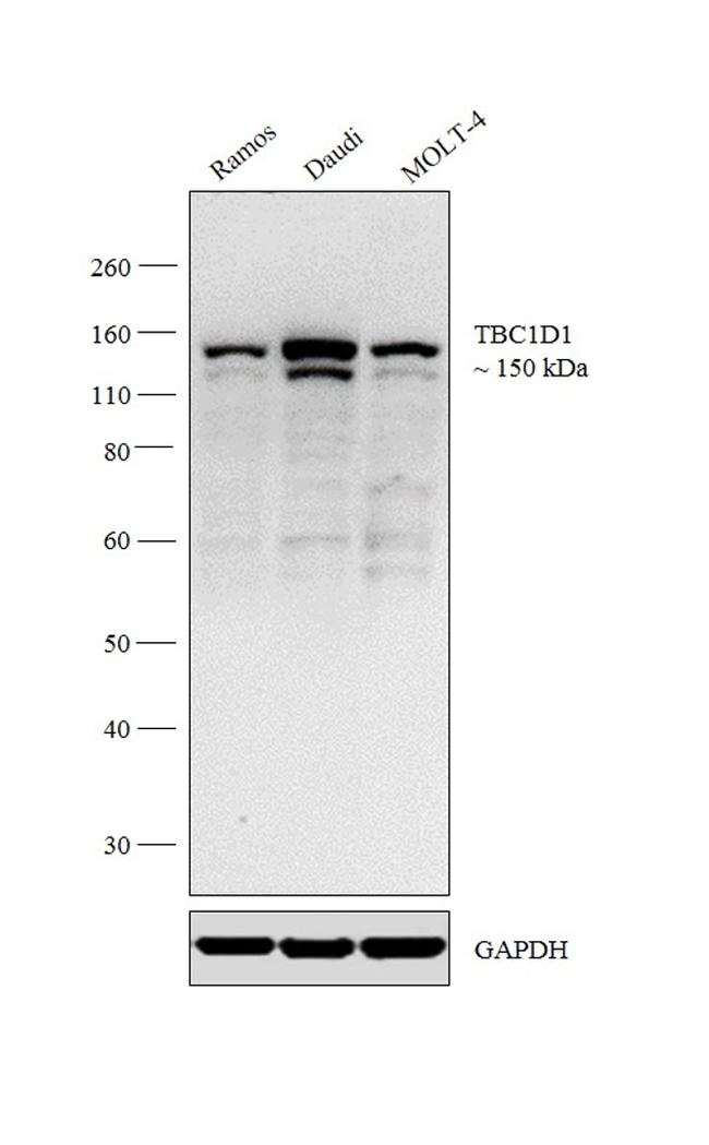 TBC1D1 Antibody in Western Blot (WB)