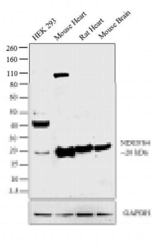 NDUFS4 Antibody in Western Blot (WB)