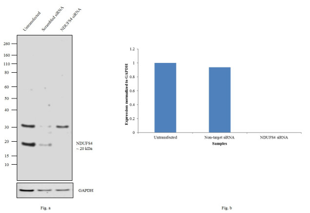 NDUFS4 Antibody