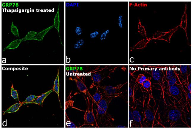 GRP78 Antibody