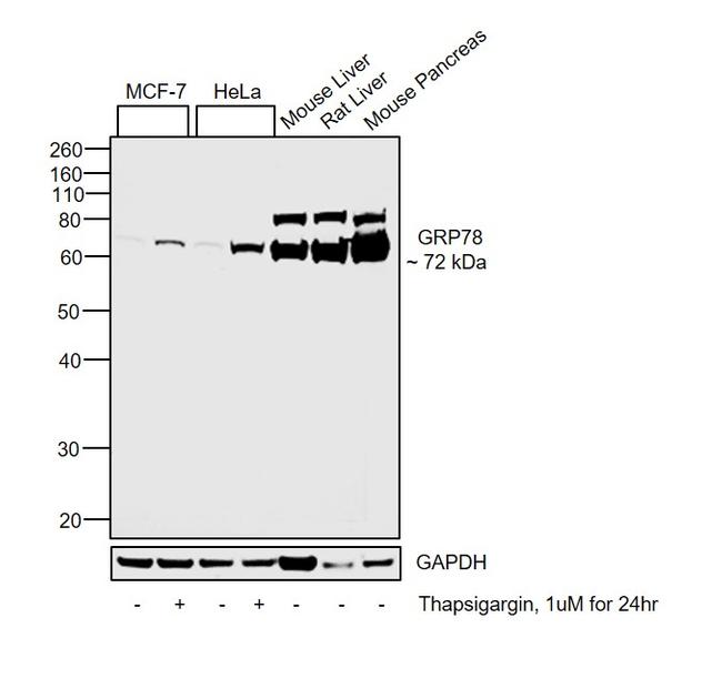 GRP78 Antibody in Western Blot (WB)