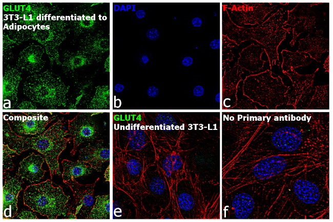 GLUT4 Antibody in Immunocytochemistry (ICC/IF)