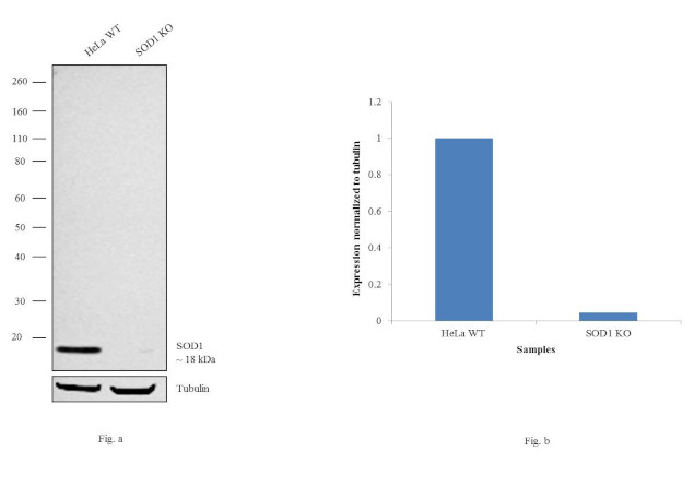 SOD1 Antibody