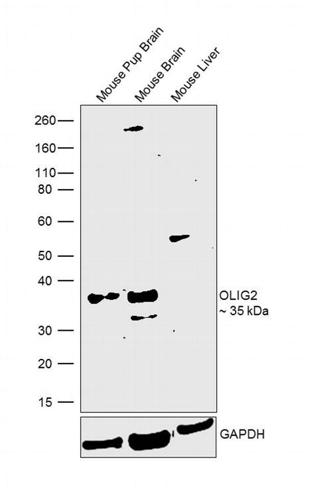 OLIG2 Antibody in Western Blot (WB)