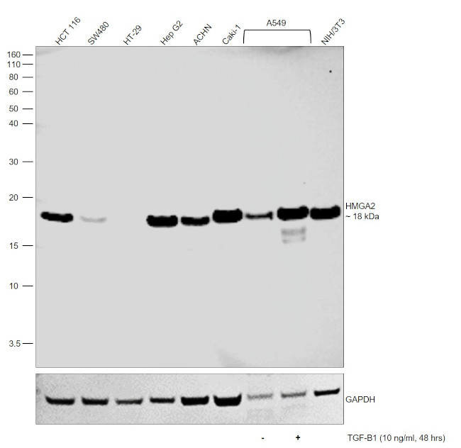 HMGA2 Antibody