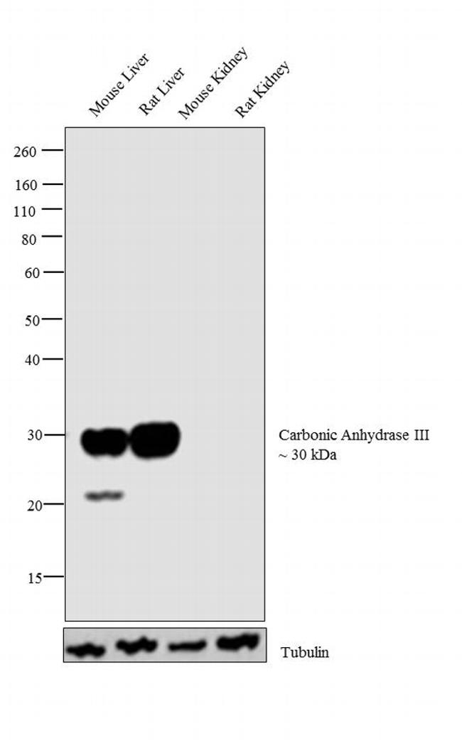 Carbonic Anhydrase III Antibody in Western Blot (WB)