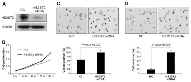 HS3ST2 Antibody in Western Blot (WB)