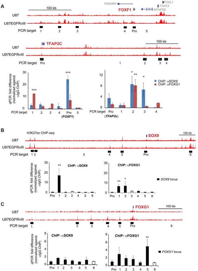 FOXG1 Antibody in ChIP Assay (ChIP)