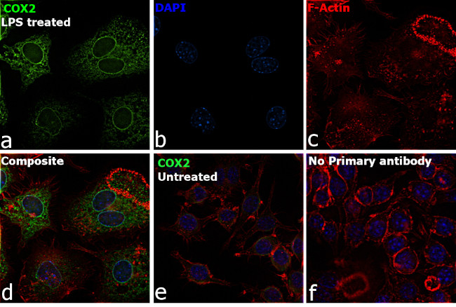 COX2 Antibody in Immunocytochemistry (ICC/IF)