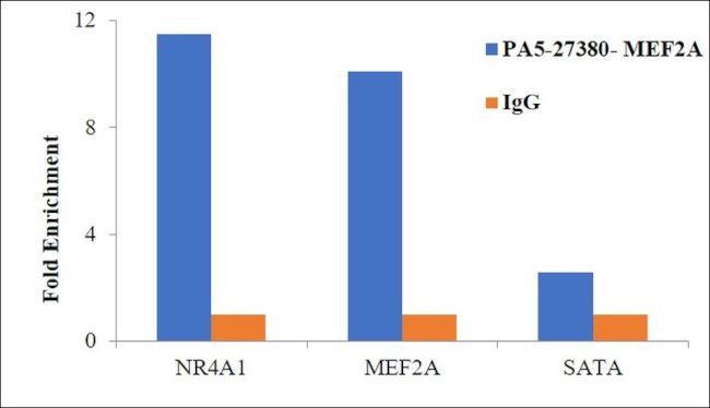 MEF2A Antibody in ChIP Assay (ChIP)