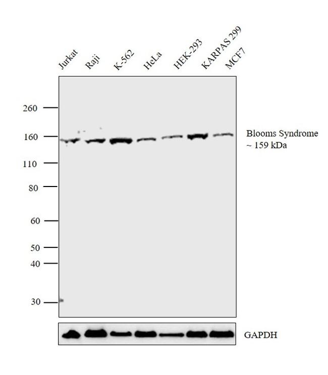 Blooms Syndrome Antibody in Western Blot (WB)