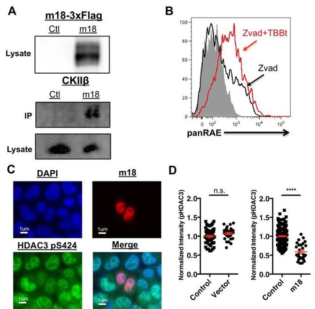 CK2 beta Antibody in Western Blot, Immunoprecipitation (WB, IP)