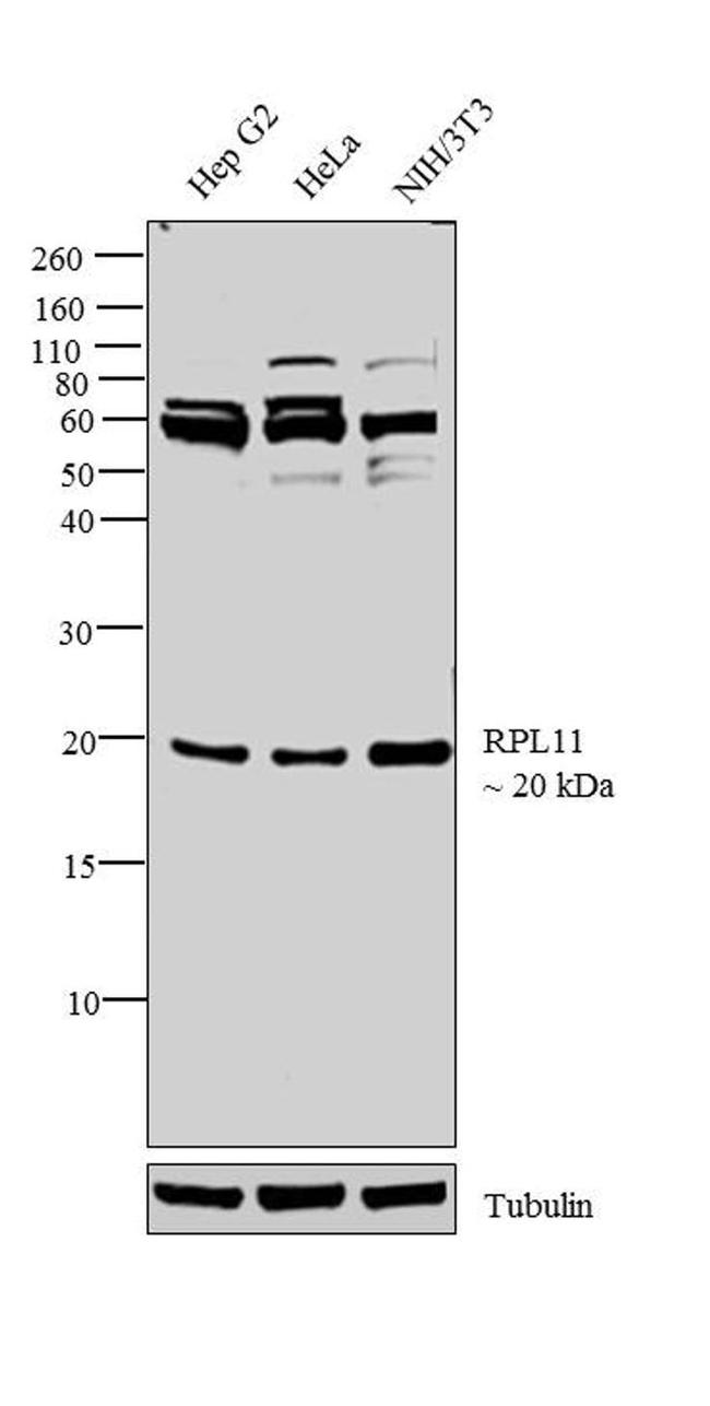 RPL11 Antibody in Western Blot (WB)