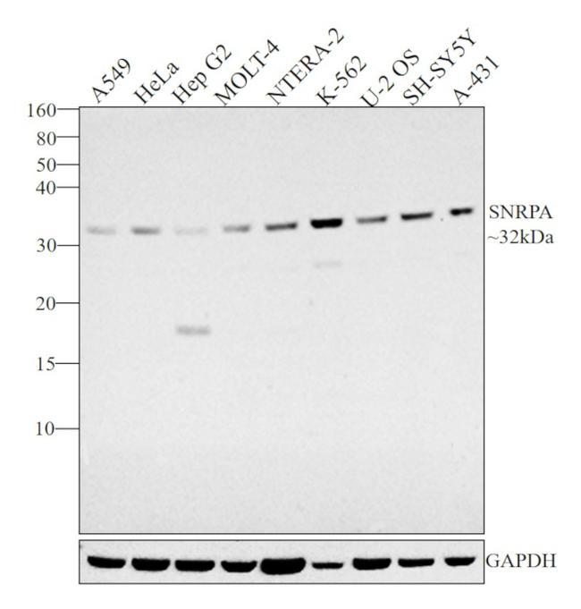 SNRPA Antibody in Western Blot (WB)