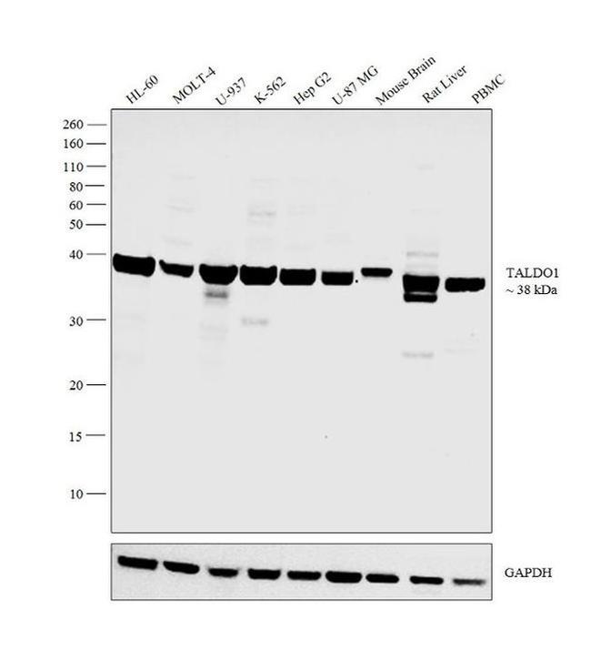 TALDO1 Antibody in Western Blot (WB)