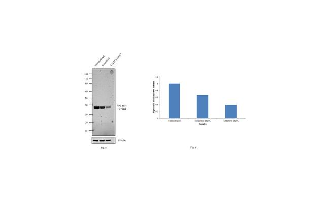 TALDO1 Antibody in Western Blot (WB)