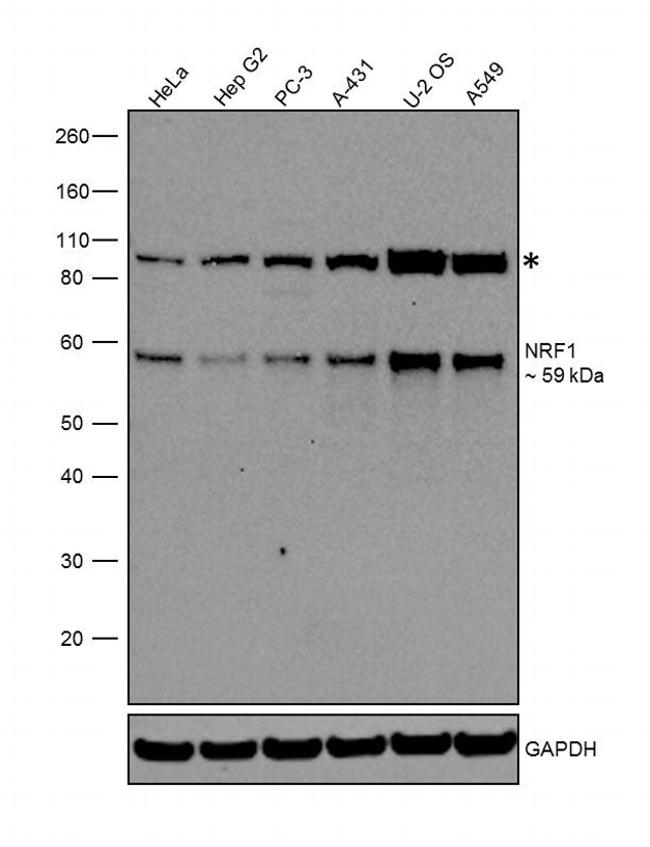 NRF1 Antibody in Western Blot (WB)