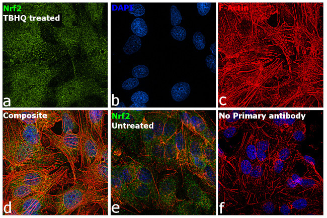 Nrf2 Antibody in Immunocytochemistry (ICC/IF)