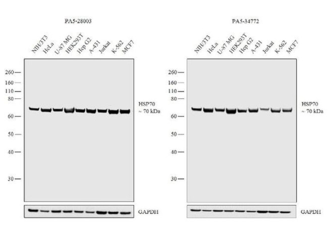 HSP70 Antibody