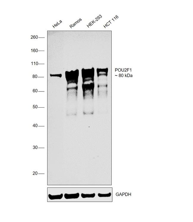 OCT1 (POU2F1) Antibody in Western Blot (WB)