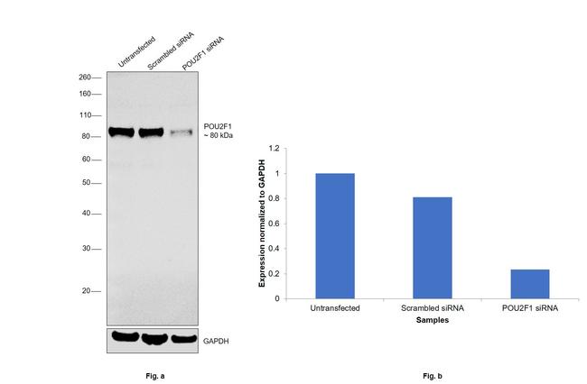 OCT1 (POU2F1) Antibody in Western Blot (WB)