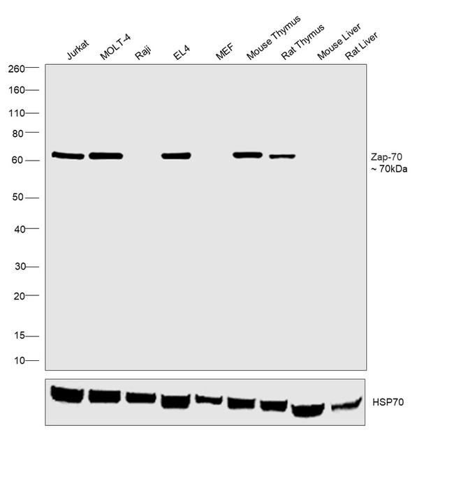 Zap-70 Antibody in Western Blot (WB)