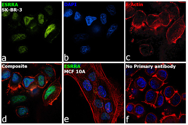 ESRRA Antibody in Immunocytochemistry (ICC/IF)