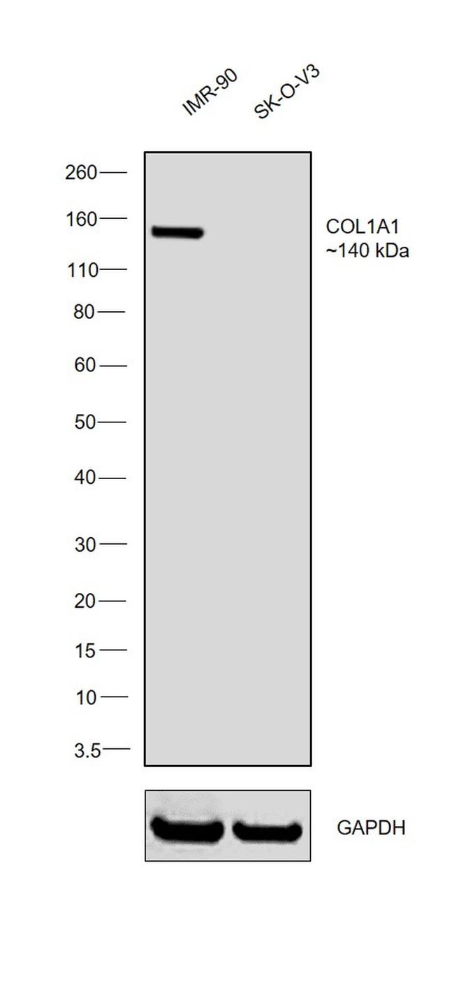 COL6A1 Antibody in Western Blot (WB)