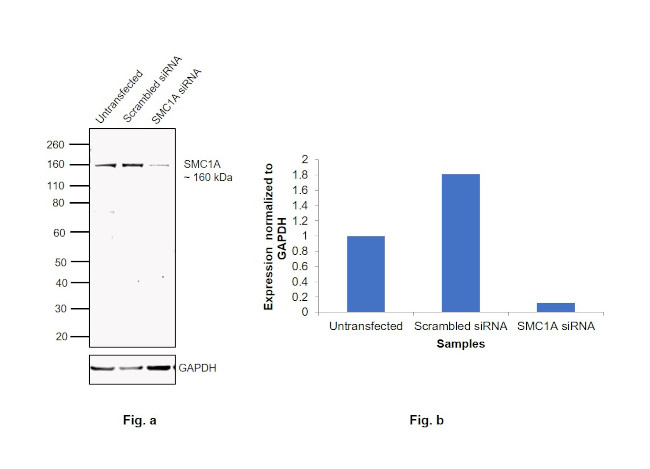 SMC1 Antibody