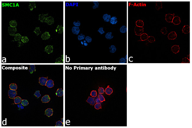 SMC1 Antibody in Immunocytochemistry (ICC/IF)