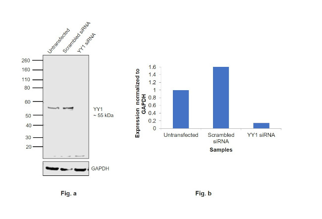 YY1 Antibody