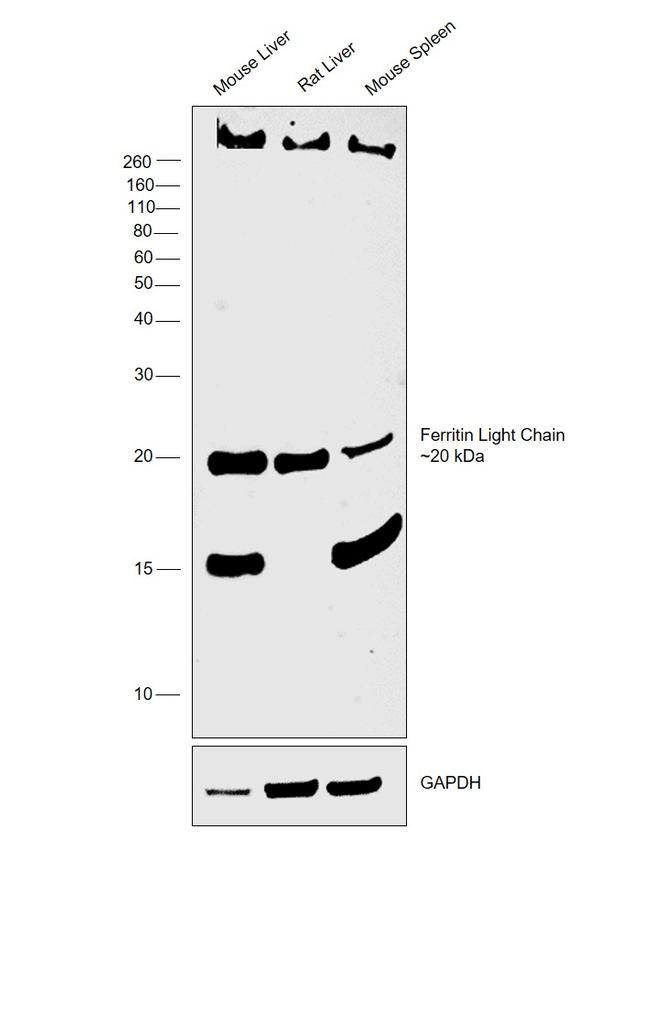 Ferritin Light Chain Antibody in Western Blot (WB)