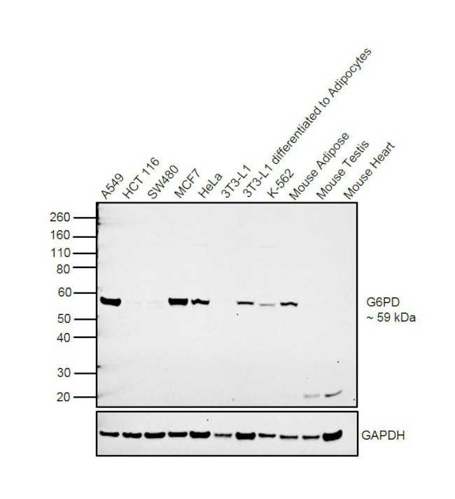 G6PD Antibody