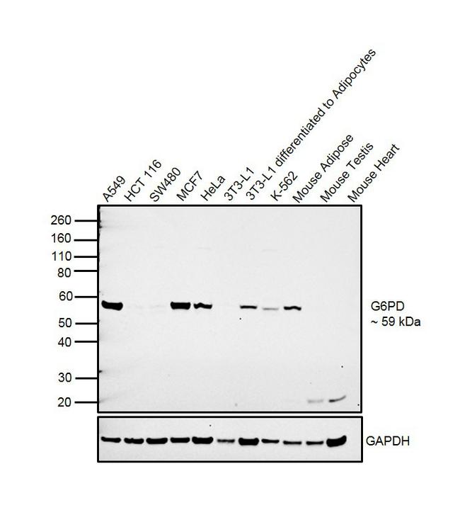 G6PD Antibody in Western Blot (WB)