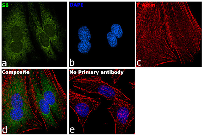 S6 Antibody in Immunocytochemistry (ICC/IF)