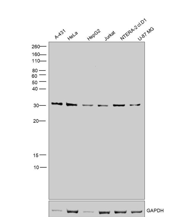 S6 Antibody in Western Blot (WB)