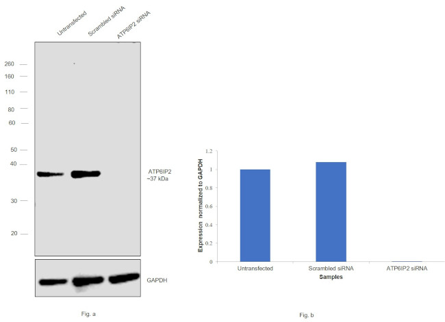 ATP6IP2 Antibody