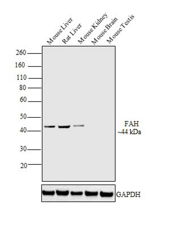 FAH Antibody