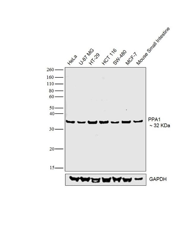 PPA1 Antibody in Western Blot (WB)
