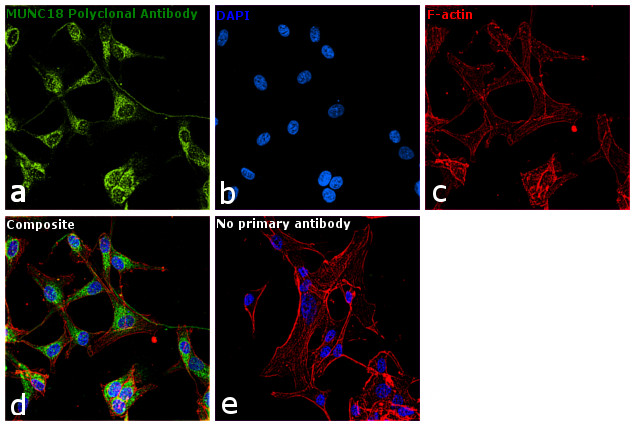 MUNC18 Antibody in Immunocytochemistry (ICC/IF)