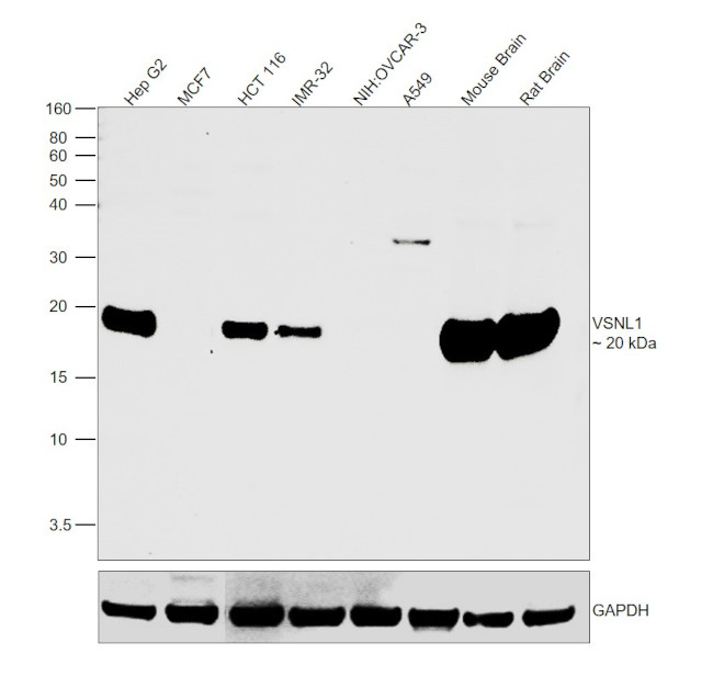 VSNL1 Antibody