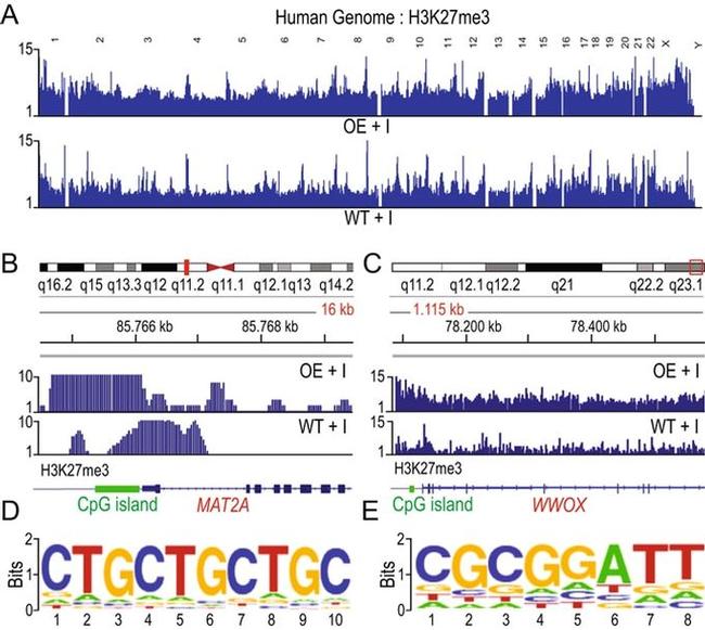 H3K27me3 Antibody in ChIP Assay (ChIP)