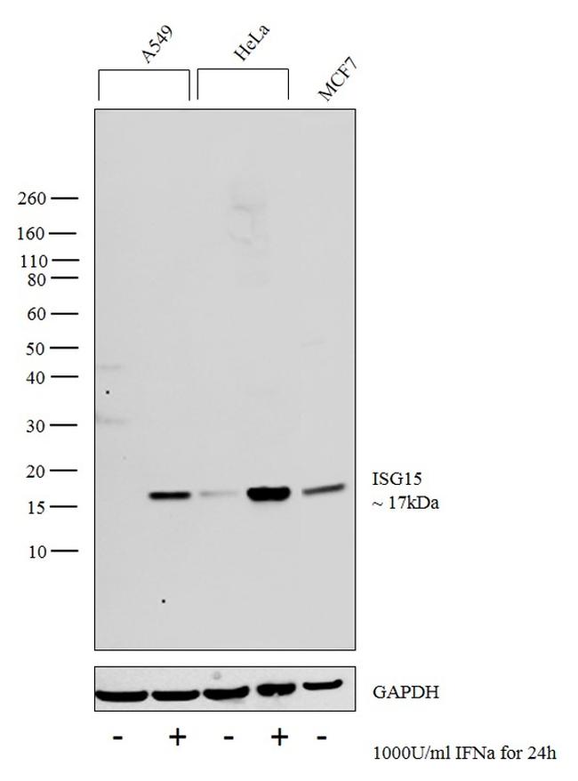 ISG15 Antibody in Western Blot (WB)