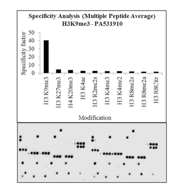 H3K9me3 Antibody in Peptide array (ARRAY)