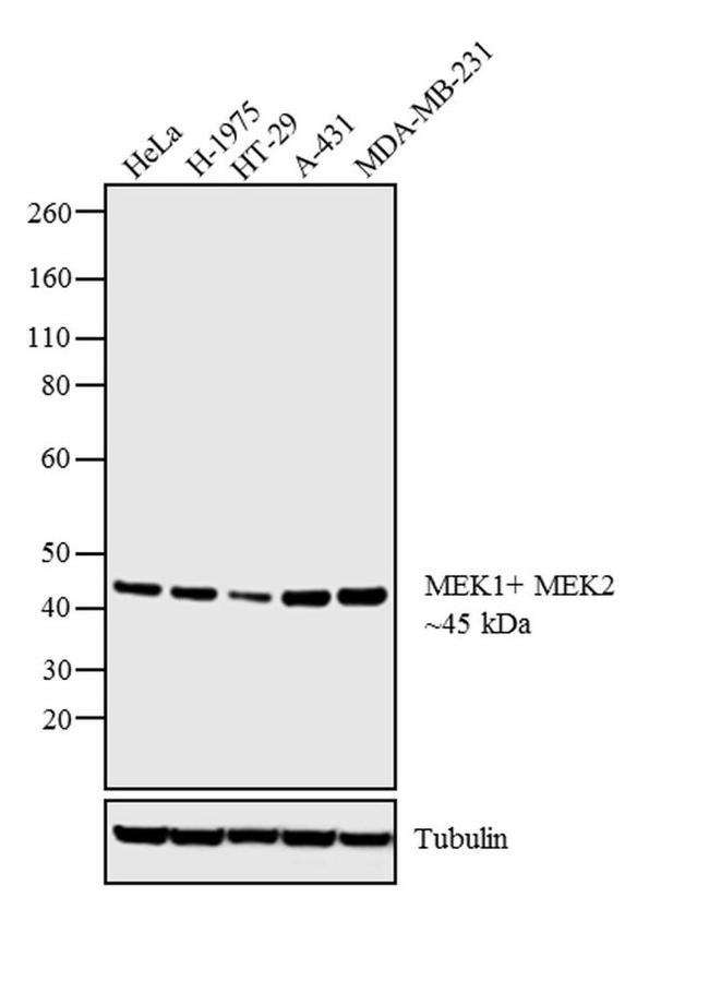 MEK1/MEK2 Antibody in Western Blot (WB)